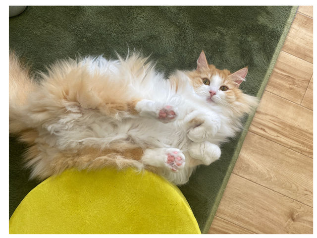 へそ天するカルーちゃん!_里親探しの猫カフェ にゃんずはうす