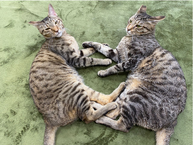 見分けがつきません..._里親探しの猫カフェ にゃんずはうす