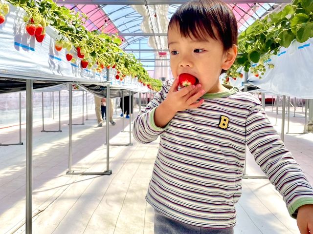 お子さまとご家族向け学び付収穫体験♪_千葉大学柏の葉キャンパス