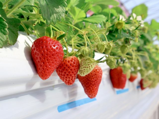 約10種類のいちごの品種を栽培_千葉大学柏の葉キャンパス