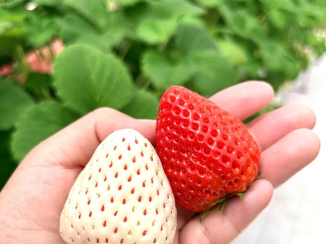 いちごの品種を食べ比べできます♪_千葉大学柏の葉キャンパス