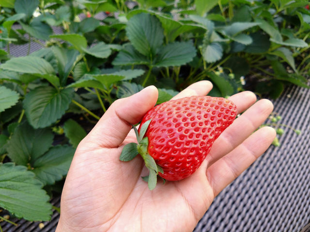 50gを超える大玉いちごが食べられるときも!_イチゴノイエ