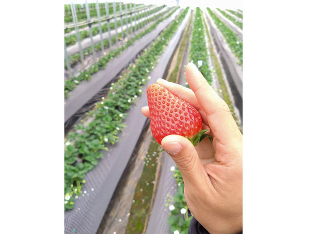 タイミングによっては一口で食べきれないいちごも見つかるかも?_イチゴノイエ