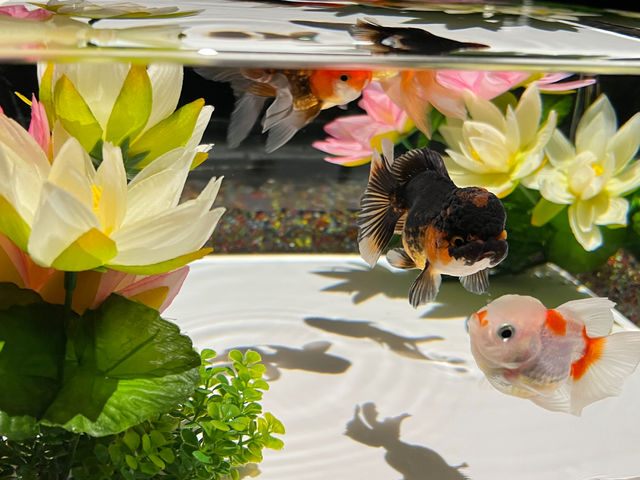四季折々の花と金魚の共演をお楽しみください_アートアクアリウム美術館 GINZA