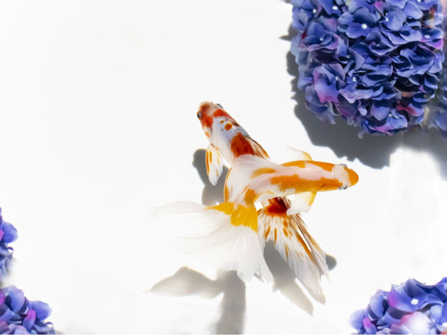 ひれの美しい金魚「オーロラ」と花の共演_アートアクアリウム美術館 GINZA