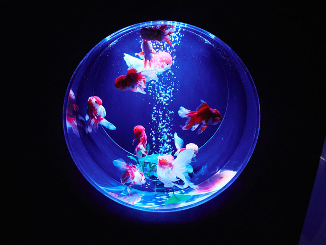 「金魚コレクション」_アートアクアリウム美術館 GINZA