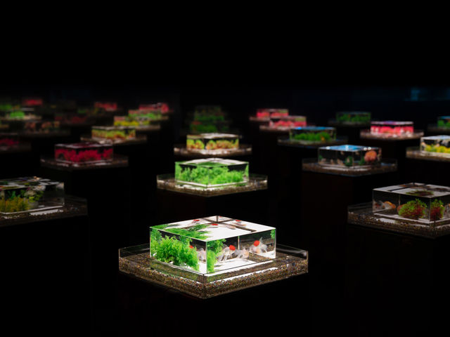 「新金魚品評」_アートアクアリウム美術館 GINZA