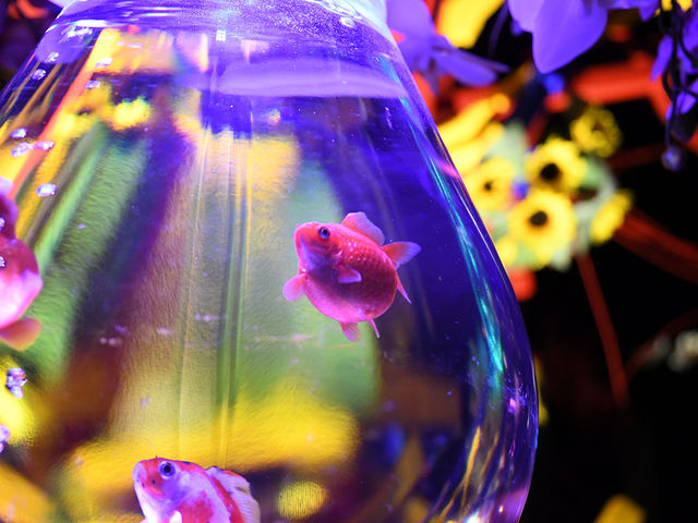 金魚が織りなす幻想空間へ_アートアクアリウム美術館 GINZA