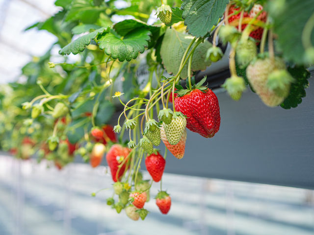 farmいちごろ