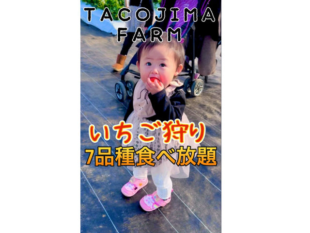 2024年12月下旬よりいちご狩り開催です!_TACOJIMA FARM