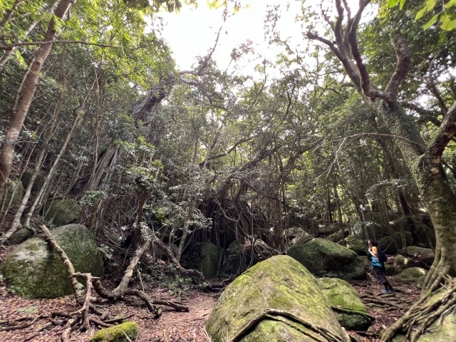 世界遺産の森歩き。亜熱帯の巨木がお出迎え?_屋久島自然感察ガイド