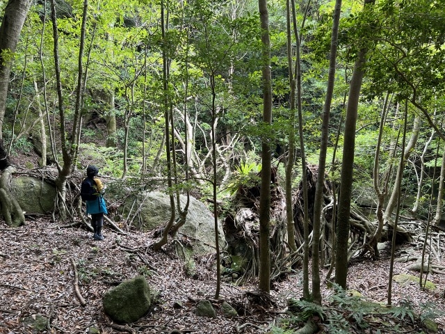 世界遺産の森歩き。探検隊気分で道なき道をご案内!_屋久島自然感察ガイド