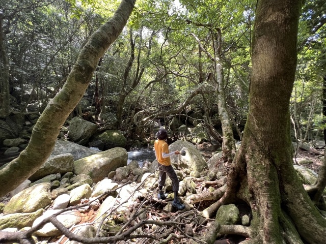 世界遺産の森歩き。屋久島の森で自分時間を愉しむ。_屋久島自然感察ガイド