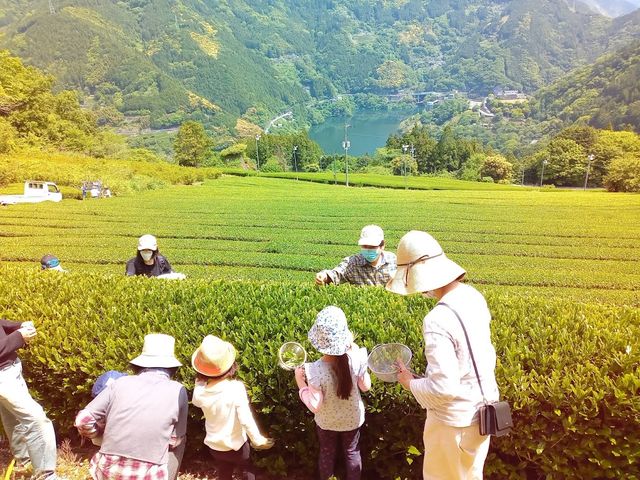 高瀬の茶摘み体験_仁淀ブルーツアー株式会社