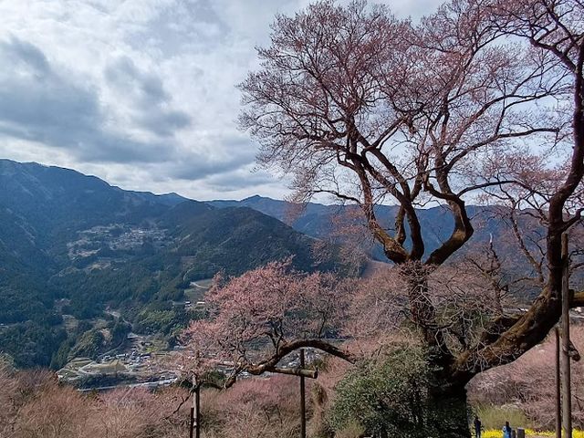 大藪のひょうたん桜_仁淀ブルーツアー株式会社