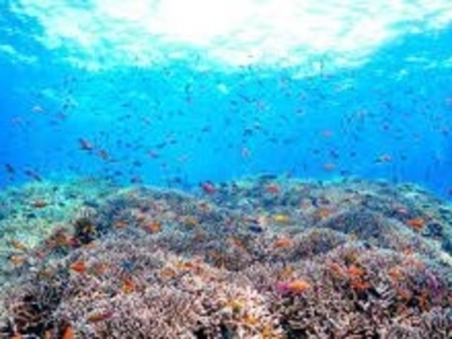 綺麗な珊瑚とカラフルな魚が待っています!_ダイビングスクール マレア福岡博多店