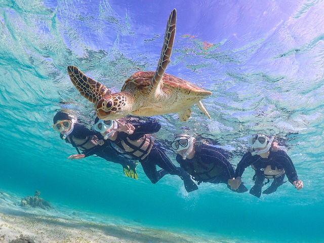 ウミガメと水族館よりもっと近い距離で最高の時間を共に過ごしましょう!!_宮古島マリンショップSmiley