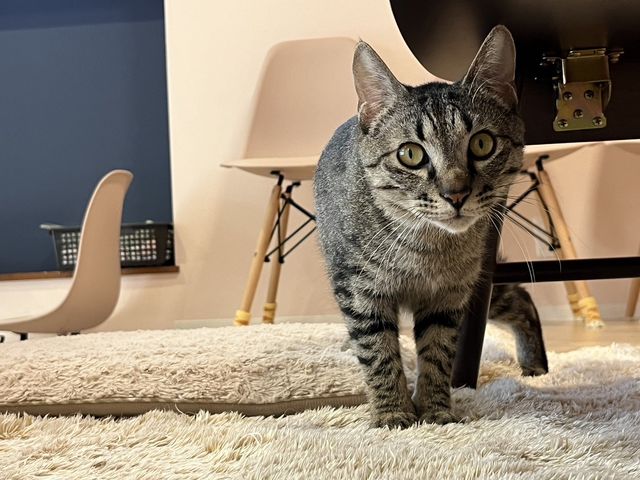 譲渡型保護猫Cafe あおねこ