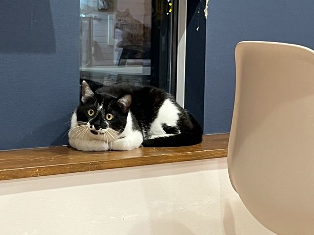 譲渡型保護猫Cafe あおねこ