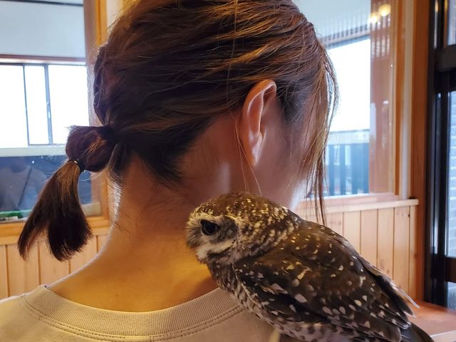 肩にのせたり♪_ことひ