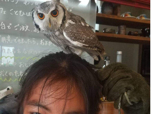 ことひ