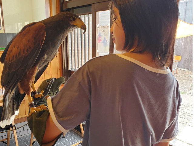 ことひ