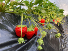 フィオーレいちご園の写真1