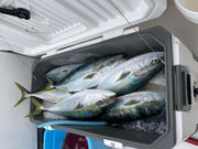 遊漁船R'Sの写真3