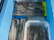 遊漁船R'Sの写真4