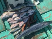 海賊遊漁船 はっしぃ丸の写真4