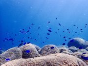 ダイビングショップケイズマリンの写真4
