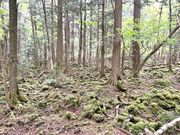 “青木ヶ原樹海”アドベンチャーの写真4