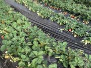フィオーレいちご園 2ndハウスの写真3