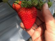 Aikawa Strawberry Houseの写真2