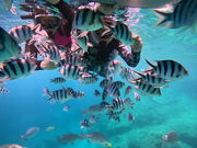 CHILL DIVEの写真3