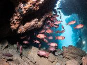 フィールダイブもとぶ店の写真4