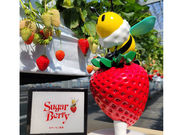 Sugar Berry 杉戸いちご農園の写真4