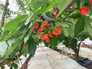 野の花ファームの写真2