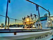 YELLOWーTAILの写真3