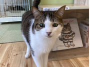 里親探しの猫カフェ にゃんずはうすの写真2