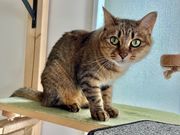 海レジンアートうみねこの写真4