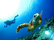 DIVE IN CHATANの写真2
