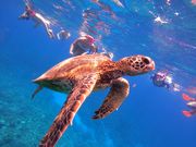 DIVE IN CHATANの写真3