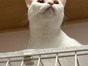 譲渡型保護猫Cafe あおねこの写真2