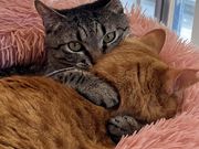 譲渡型保護猫Cafe あおねこの写真3