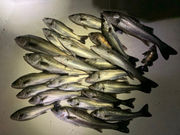 フィッシングガイドオニマルの写真4