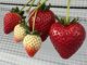 Twins Farm 真岡いちご園の写真3
