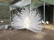 ダチョウ王国 石岡ファームの写真2