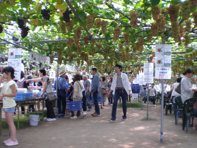 坂上ぶどう園