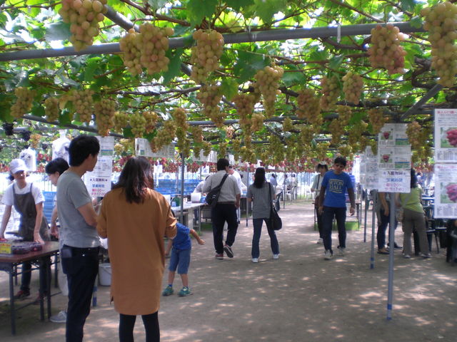 坂上ぶどう園